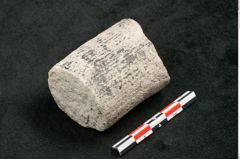 Foto (Seitenansicht) von Calamites communis Ettingshausen (NHMW-GEO-2024-0188-10958)